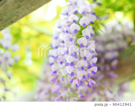 北海道の風景 小樽貴賓館 旧青山別邸の庭に咲く藤の花 北海道の風景 小樽貴賓館 旧青山別邸の庭に咲く藤の花 90412941