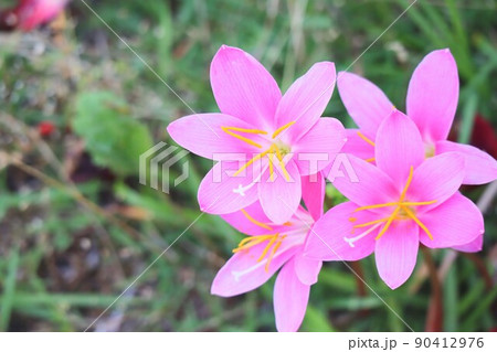 公園に咲いたサフランモドキ 90412976