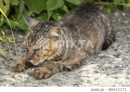 野良猫 90413171