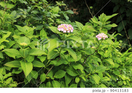 神奈川県横浜市戸塚区舞岡ふるさと公園 90413183
