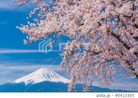 (山梨県)河口湖畔の桜と富士山 (山梨県)河口湖畔の桜と富士山 90413305
