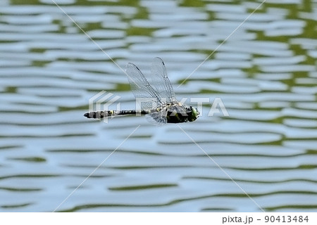 オオヤマトンボ オオヤマトンボ 90413484