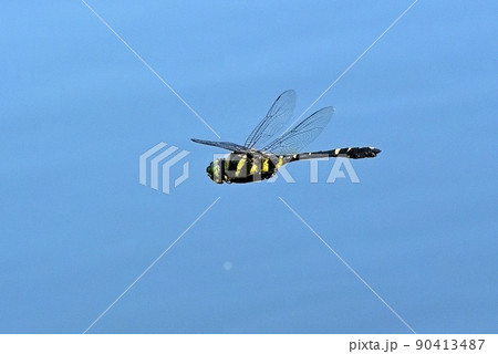 オオヤマトンボ 90413487
