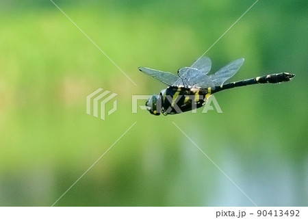 オオヤマトンボ 90413492