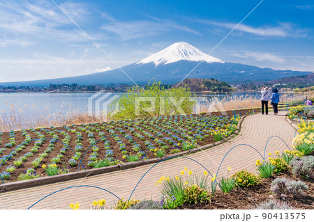 （山梨県）春の河口湖畔　大石公園の散策路と富士山 90413575