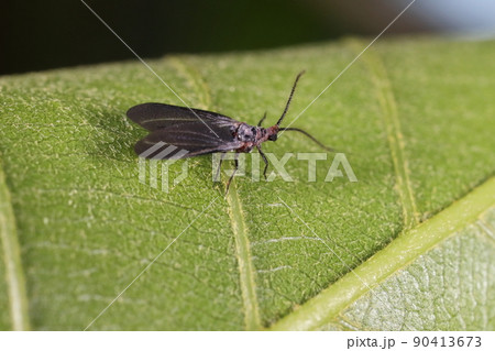 生き物　昆虫　オオワラジカイガラムシ、オスです。ガだかハエだかわからない姿、実はカメムシの親戚でした 90413673