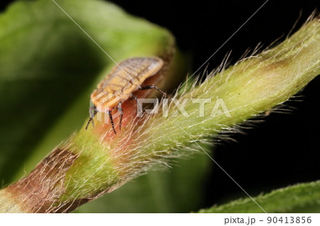 生き物　昆虫　オオワラジカイガラムシ、幼虫です。オスは翅を持つ姿に変身しますがメスはほぼこのままの姿 90413856