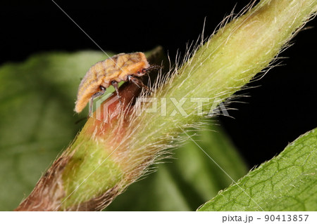 生き物　昆虫　オオワラジカイガラムシ、幼虫です。メスはこの姿で白い粉に覆われ、大きさは一センチ程 90413857