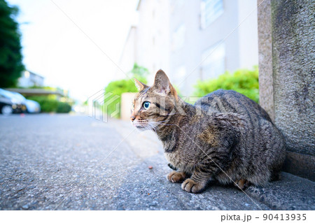 路上で座るキジトラ猫 路上で座るキジトラ猫 90413935