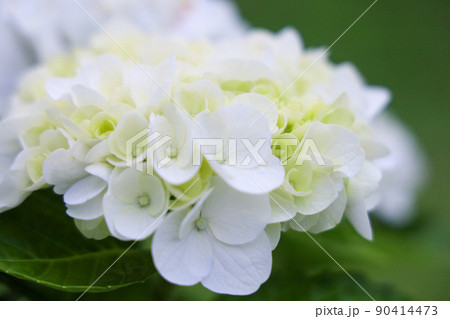 白い花びらの紫陽花 90414473