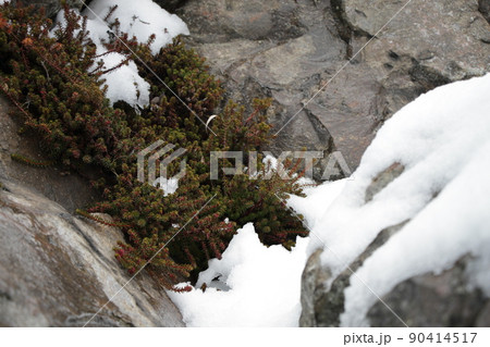 雪の残る岩山と高山植物(ガンコウラン) 雪の残る岩山と高山植物(ガンコウラン) 90414517