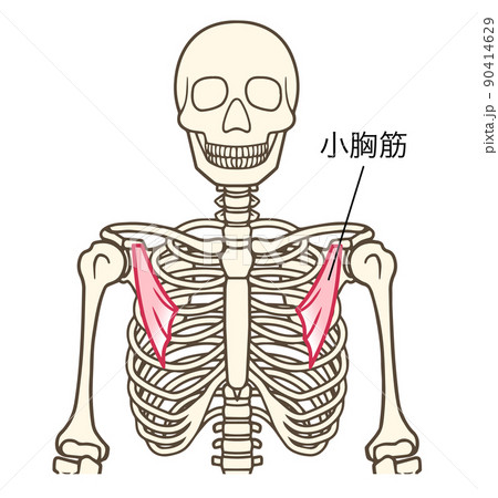 小胸筋、上肢帯の筋肉、名称あり 90414629