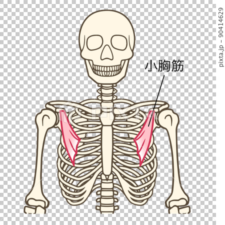 小胸筋、上肢帯の筋肉、名称あり 90414629