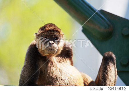 クモザル 90414630