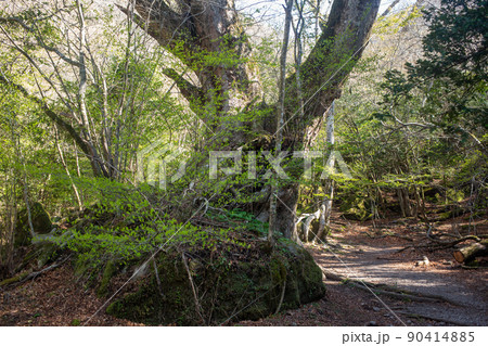 4月の男池 4月の男池 90414885