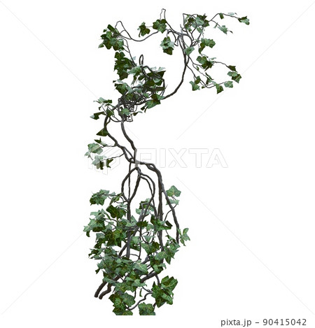 Climbing plants creepers vine isolated on white background 3d illustration Climbing plants creepers vine isolated on white background 3d illustration 90415042