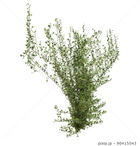 Climbing plants creepers isolated on white background 3d illustration Climbing plants creepers isolated on white background 3d illustration 90415043