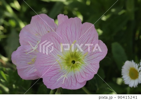春の日本の公園に咲くヒルザキツキミソウのピンク色の花 90415241
