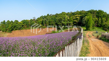 Field of Purple Flowers and Bamboo Fence 90415609