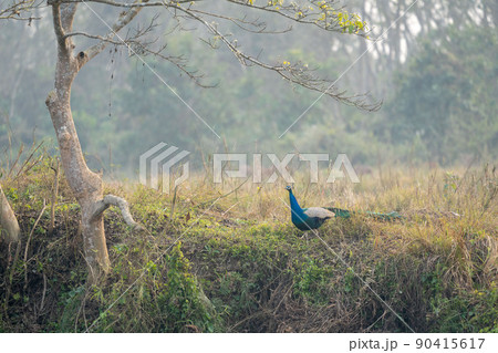 Indian Peafowl in the Jungle Indian Peafowl in the Jungle 90415617