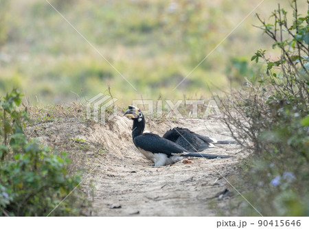 Oriental Pied Hornbills Taking Dust Bath 90415646