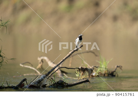 Wagtail perched on a Branch Above a River Wagtail perched on a Branch Above a River 90415761