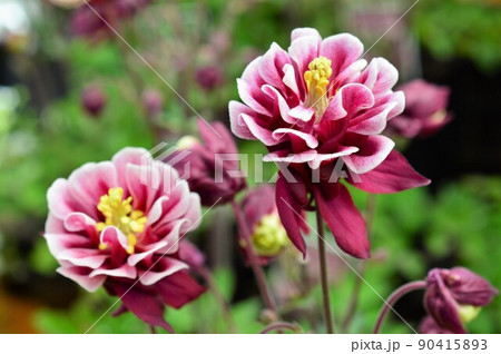 セイヨウオダマキ(ウィンキー・ダブル) 90415893