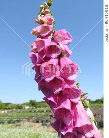 ジキタリスの花 ジキタリスの花 90415918