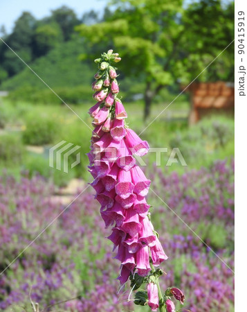 ジキタリスの花 90415919