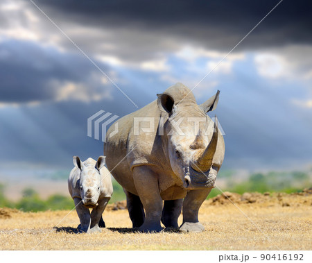 African white rhino with baby on storm clouds background, National park of Kenya 90416192