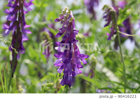 春の日本の野原に咲く紫色のクサフジの花 90416221