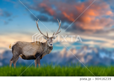 Red deer stands in the grass against the backdrop of snow-capped mountains Red deer stands in the grass against the backdrop of snow-capped mountains 90416239