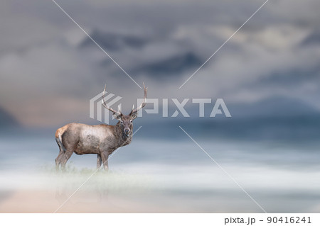 Adult red deer stands in the fog on mountains background Adult red deer stands in the fog on mountains background 90416241