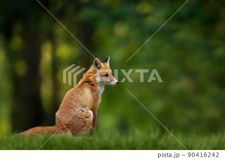 Red Fox, beautiful animal on green vegetation in the forest, in the nature habitat Red Fox, beautiful animal on green vegetation in the forest, in the nature habitat 90416242