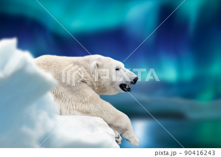 Polar bear lies on a glacier with Northern Lights, Aurora Borealis. Dangerous beast on snow 90416243