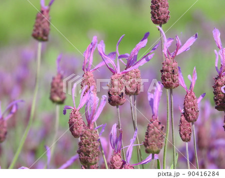 ラベンダ・ストエカスの花 90416284