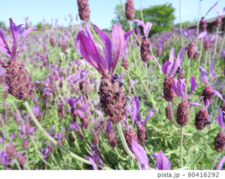 ラベンダ・ストエカスの花 ラベンダ・ストエカスの花 90416292