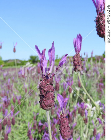 ラベンダ・ストエカスの花 ラベンダ・ストエカスの花 90416296
