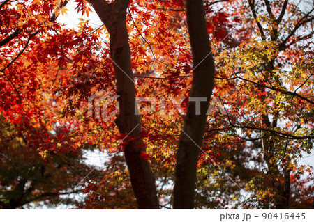 尾関山公園の紅葉 90416445