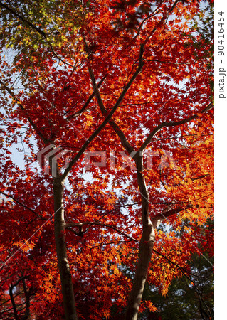 紅葉狩り 紅葉狩り 90416454