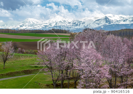 日の出公園の山桜と残雪の十勝岳連峰 90416516