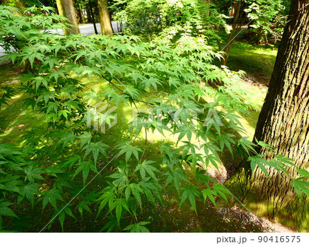 避暑地 避暑地 90416575