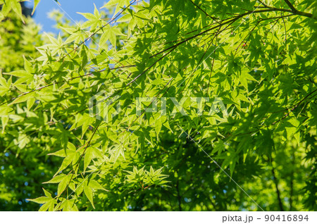東海道の宿場町　由比　5月の風景 90416894