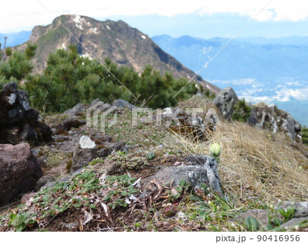 阿弥陀岳が背景のツクモグサ 90416956