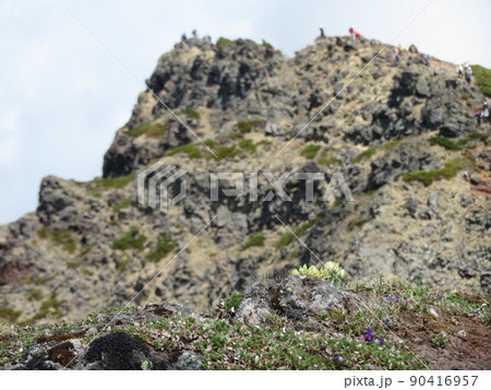 岩山が背景のツクモグサ 岩山が背景のツクモグサ 90416957
