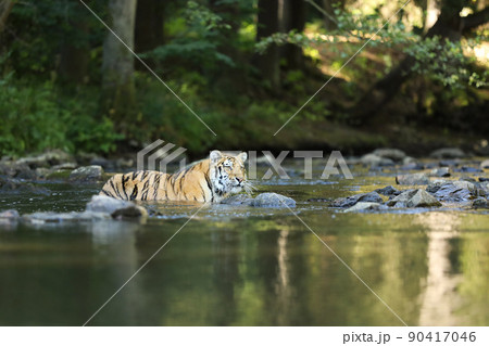 Amur tiger walking in the water. Dangerous animal in green forest stream. Grey stone, river droplet. Siberian tiger in the river. Panthera tigris altaica Amur tiger walking in the water. Dangerous animal in green forest stream. Grey stone, river droplet. Siberian tiger in the river. Panthera tigris altaica 90417046