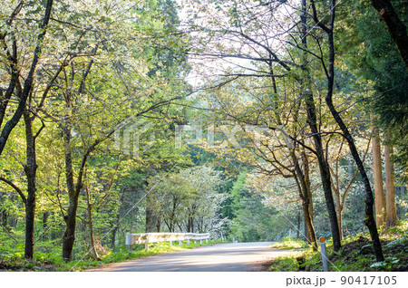 爽やかな黄桜と新緑の並木道　朝　秋田県 90417105