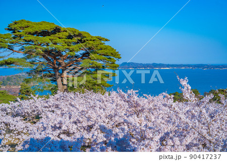 日本三景・松島 西行戻しの松公園から望む桜と松島湾(宮城県松島町) 日本三景・松島 西行戻しの松公園から望む桜と松島湾(宮城県松島町) 90417237