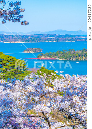 日本三景・松島　西行戻しの松公園の桜と青空（宮城県松島町） 90417289