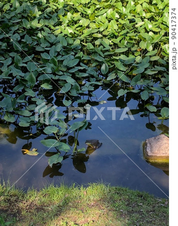 池のかえる5 90417374